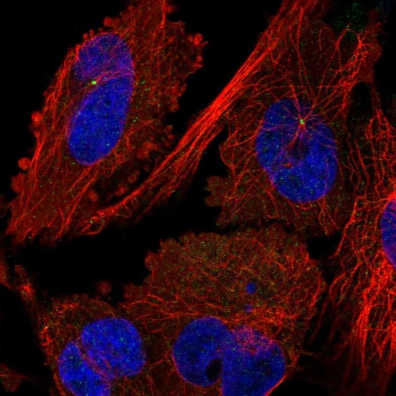 Staining of human cell line U-251 MG shows localization to centrosome.