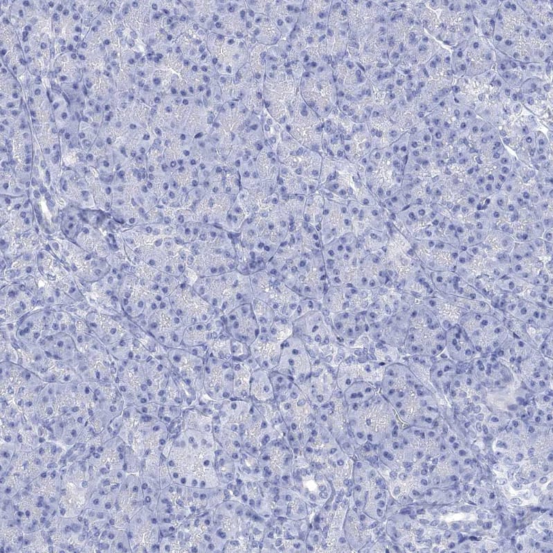 Staining of human pancreas shows no positivity in exocrine glandular cells as expected.