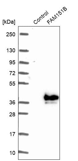Analysis in control (vector only transfected HEK293T lysate) and FAM151B over-expression lysate (Co-expressed with a C-terminal myc-DDK tag (~3.1 kDa) in mammalian HEK293T cells).