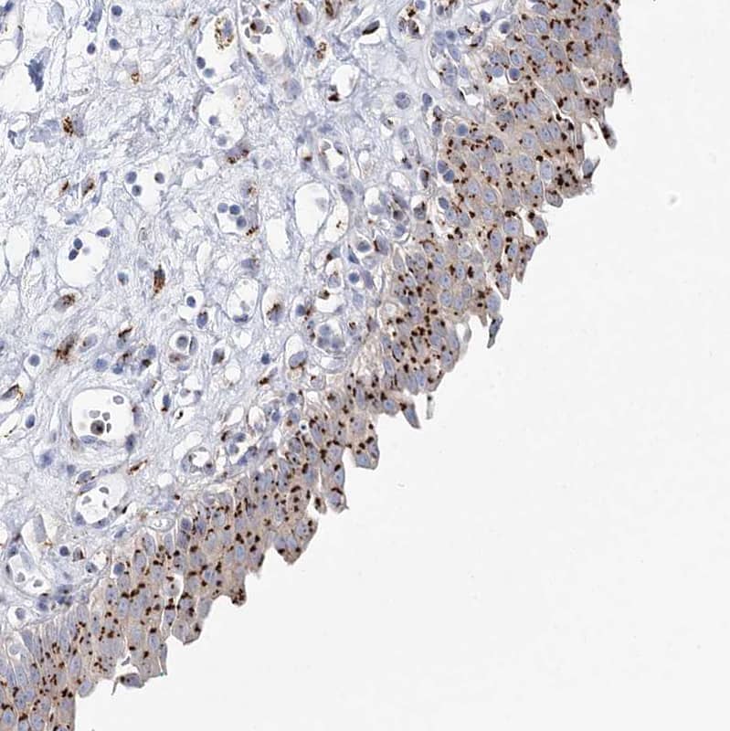 Immunohistochemistry-Paraffin TMEM165 Antibody - BSA Free
