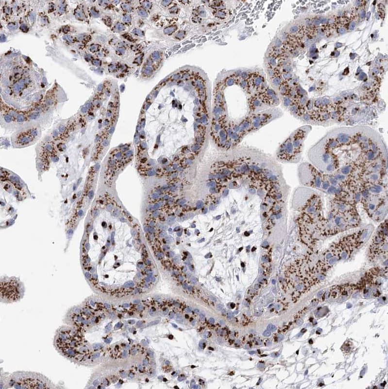 Immunohistochemistry-Paraffin TMEM165 Antibody - BSA Free