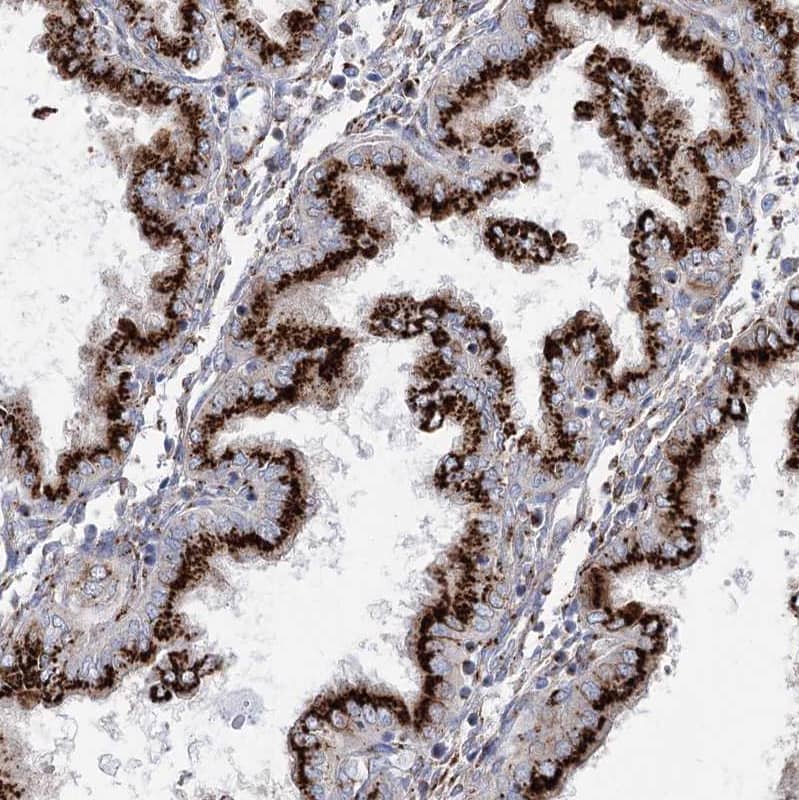 Immunohistochemistry-Paraffin TMEM165 Antibody - BSA Free