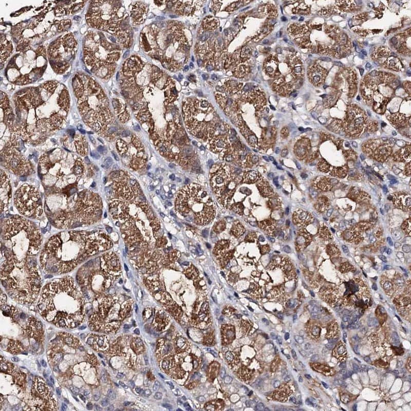 Staining of human stomach shows moderate cytoplasmicpositivity in glandular cells.
