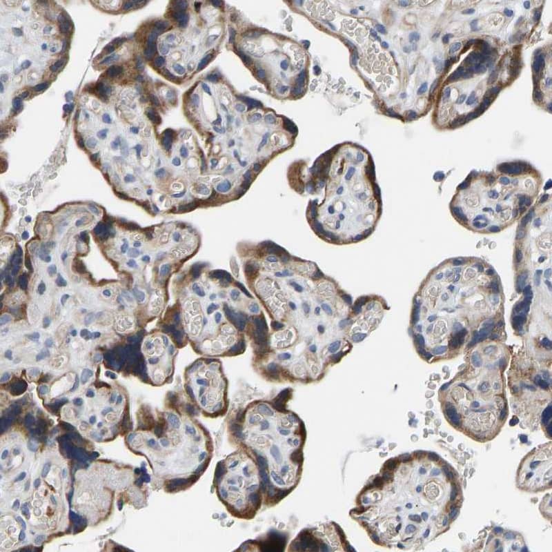Staining of human placenta shows strong cytoplasmic positivity in trophoblastic cells.