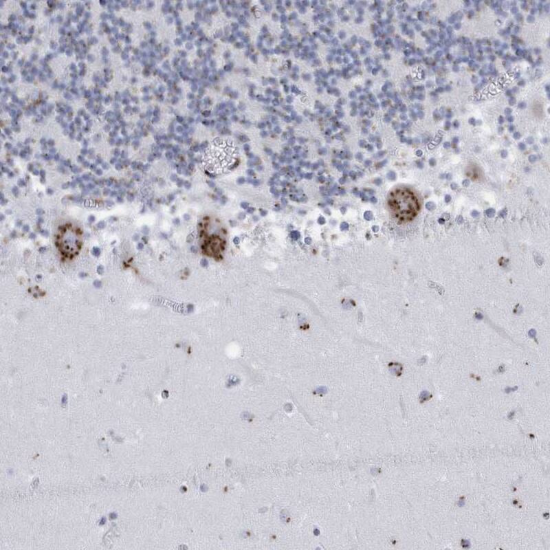 Immunohistochemistry-Paraffin FAM207A Antibody - BSA Free