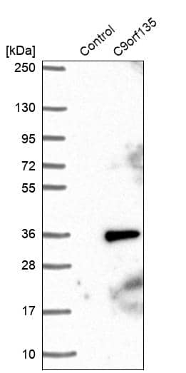 Analysis in control (vector only transfected HEK293T lysate) and C9orf135 over-expression lysate (Co-expressed with a C-terminal myc-DDK tag (~3.1 kDa) in mammalian HEK293T cells).