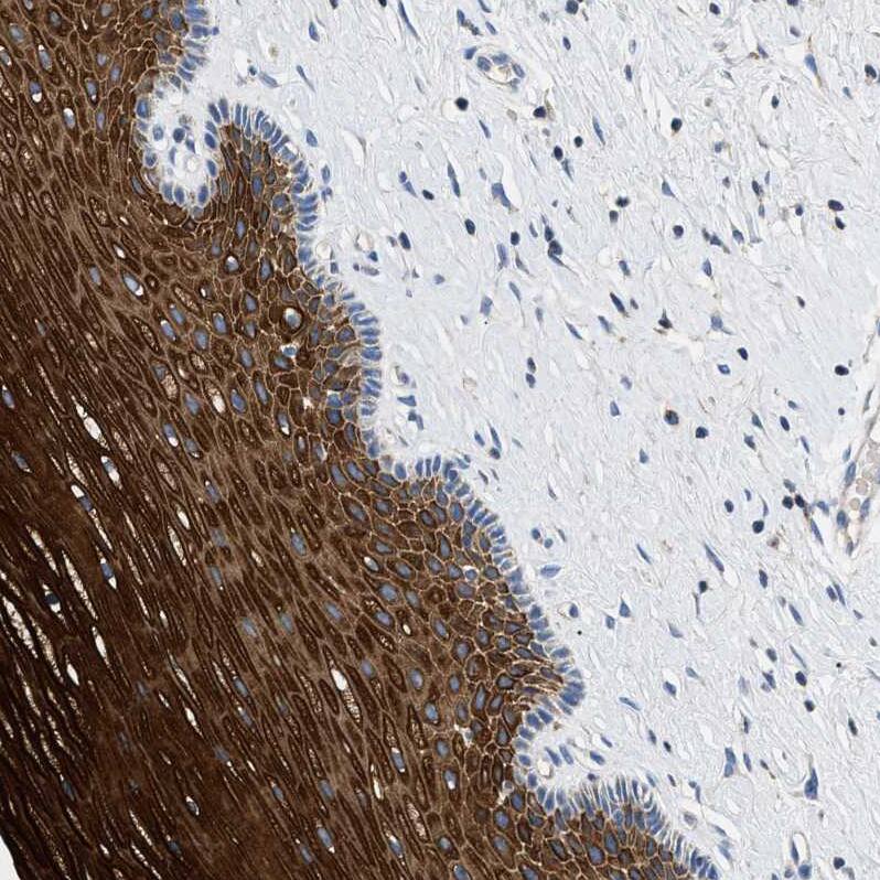 Immunohistochemistry TOMM6 Antibody - BSA Free