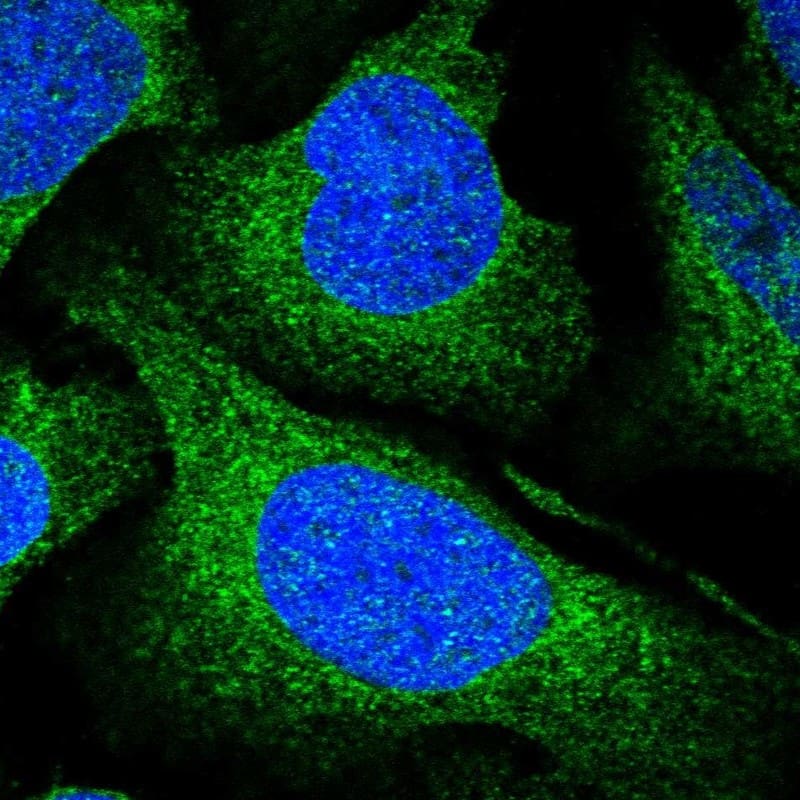 Staining of human cell line U-2 OS shows localization to endoplasmic reticulum.