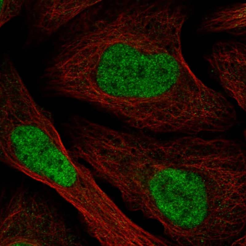 Staining of human cell line U-2 OS shows localization to nucleoplasm.