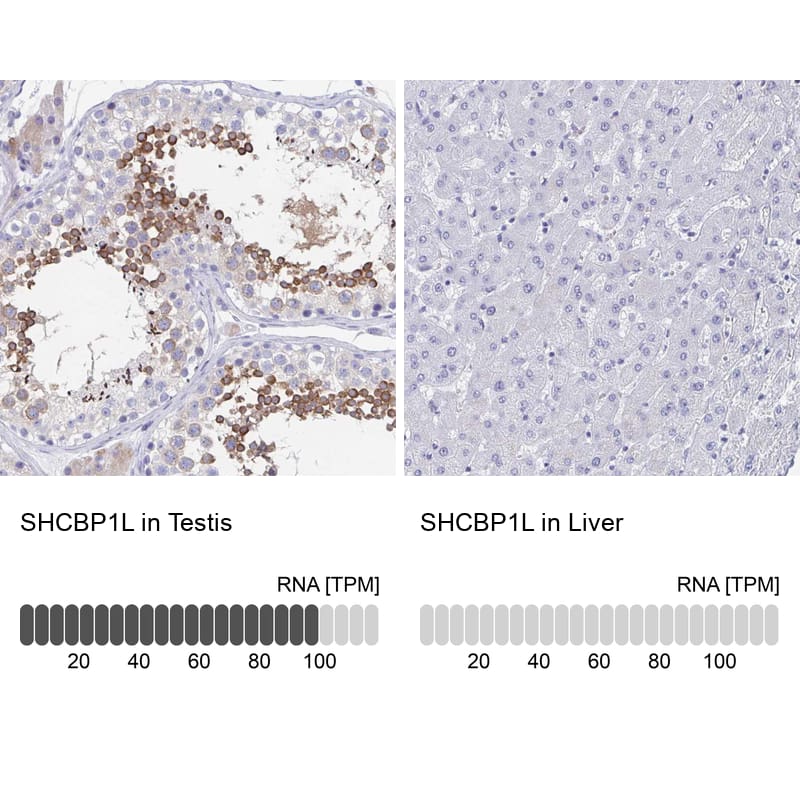 Analysis in human testis and liver tissues using NBP1-90716 antibody. Corresponding SHCBP1L RNA-seq data are presented for the same tissues.