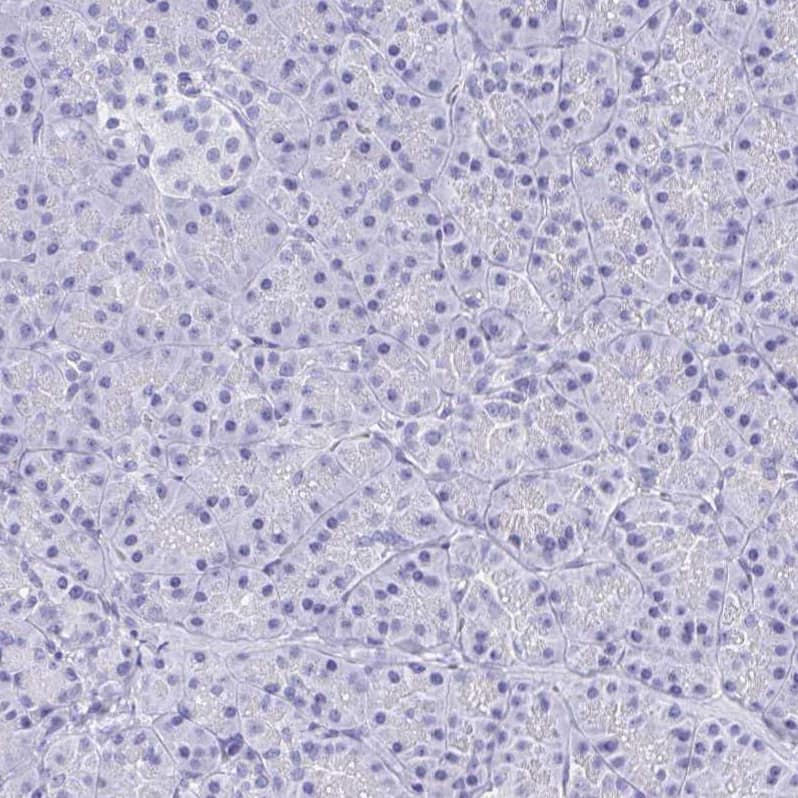 Staining of human pancreas shows no positivity in exocrine glandular cells as expected.