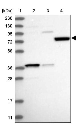 Lane 1: Marker [kDa] 230, 130, 95, 72, 56, 36, 28, 17, 11Lane 2: Human cell line RT-4Lane 3: Human cell line U-251MG spLane 4: Human plasma (IgG/HSA depleted)