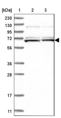 Lane 1: Marker [kDa] 230, 130, 95, 72, 56, 36, 28, 17, 11Lane 2: Human cell line RT-4Lane 3: Human cell line U-251MG sp
