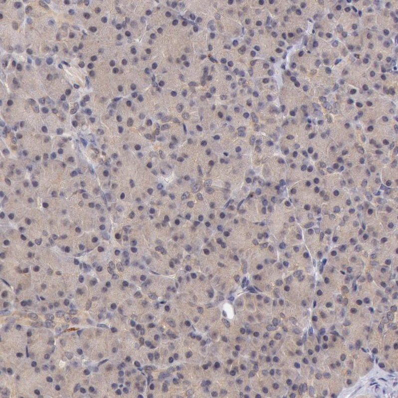 Staining of human Pancreas shows very weak cytoplasmic positivity in exocrine glandular cells.