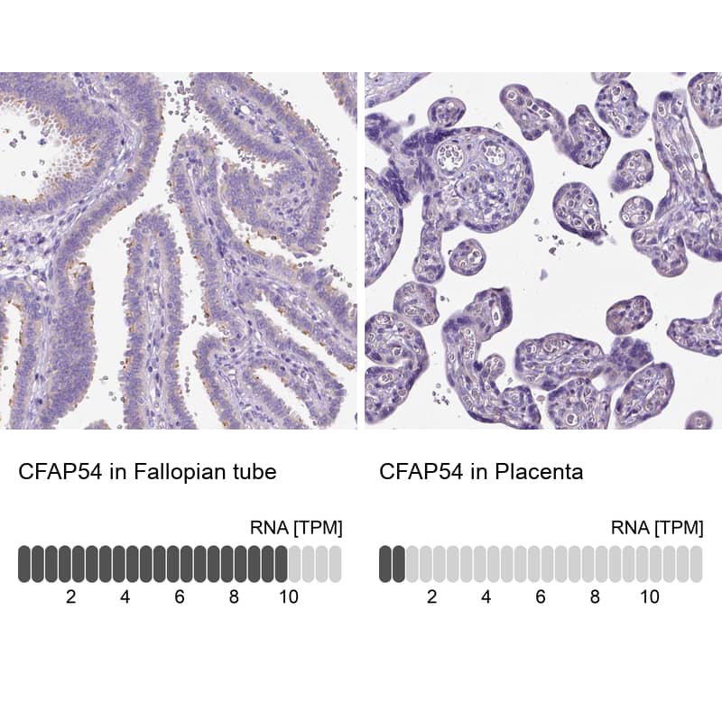 Analysis in human fallopian tube and placenta tissues using NBP1-90737 antibody. Corresponding CFAP54 RNA-seq data are presented for the same tissues.