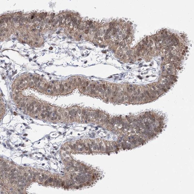 Immunohistochemistry-Paraffin STOX1 Antibody - BSA Free