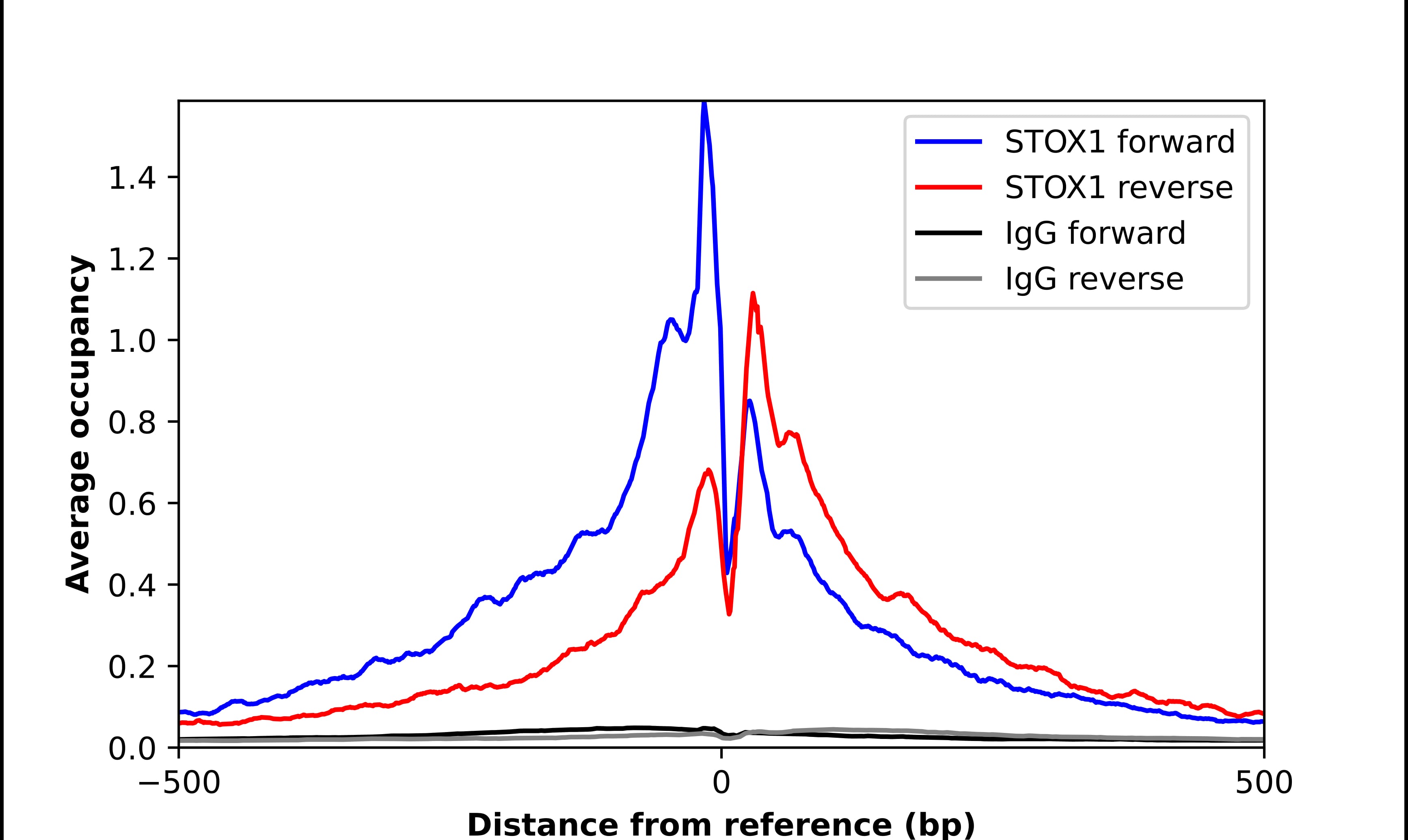 Chromatin Immunoprecipitation STOX1 Antibody - BSA Free