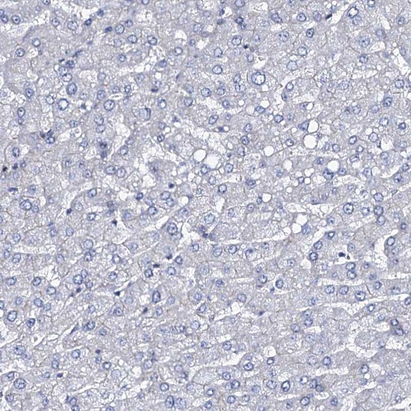 Immunohistochemistry-Paraffin MCMBP Antibody - BSA Free
