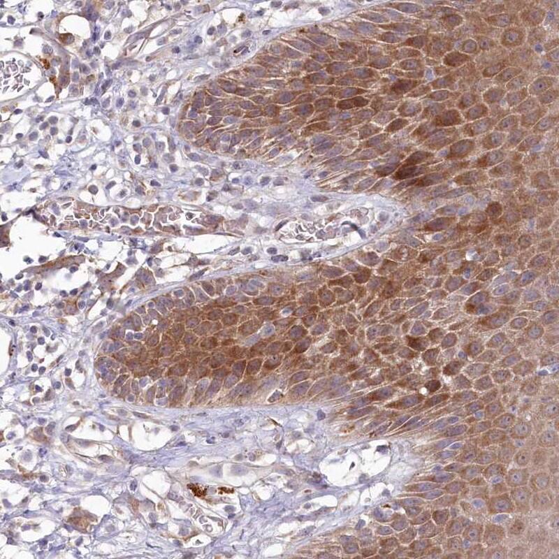 Immunohistochemistry-Paraffin BPIL2 Antibody - BSA Free