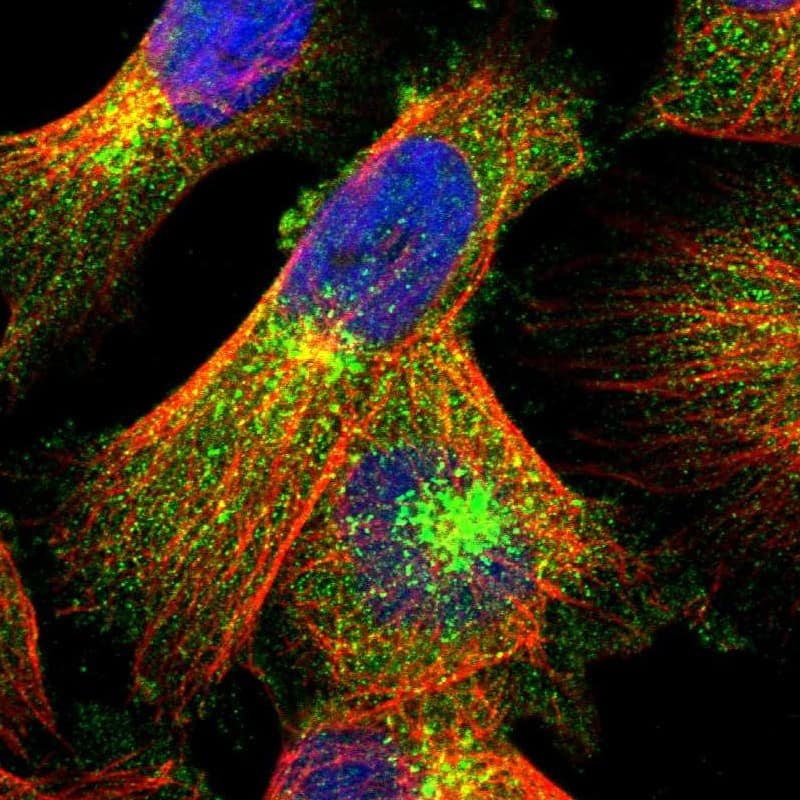 Staining of human cell line U-251 MG shows localization to cytosol & the Golgi apparatus.