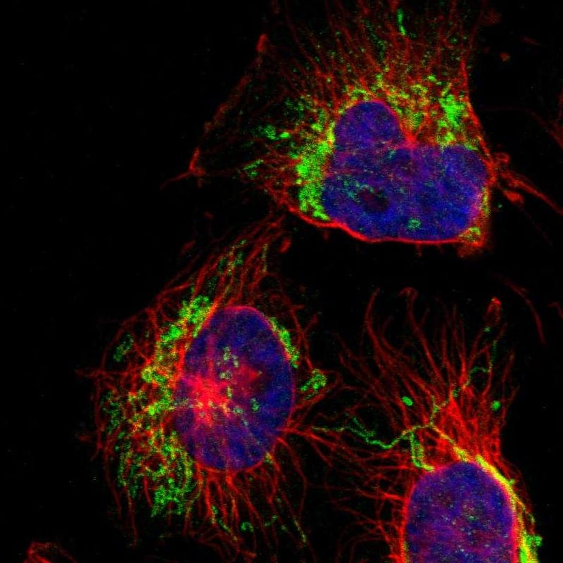 Immunocytochemistry/ Immunofluorescence TBC1D32 Antibody - BSA Free