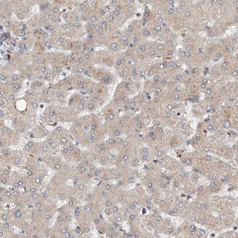 Immunohistochemistry CEP85L Antibody - BSA Free