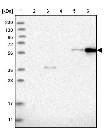 Western Blot CEP85L Antibody - BSA Free