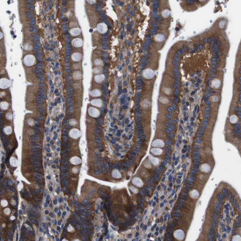 Staining of human duodenum shows moderate to strong cytoplasmic positivity in glandular cells.