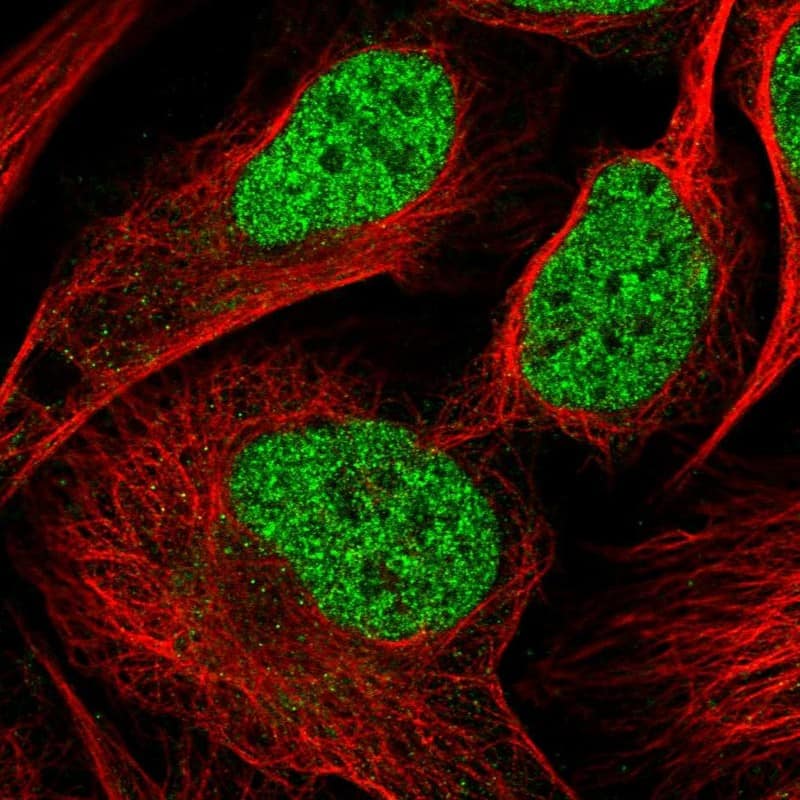 Staining of human cell line U-2 OS shows localization to nucleoplasm.