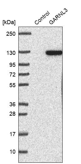 Analysis in control (vector only transfected HEK293T lysate) and GARNL3 over-expression lysate (Co-expressed with a C-terminal myc-DDK tag (~3.1 kDa) in mammalian HEK293T cells).