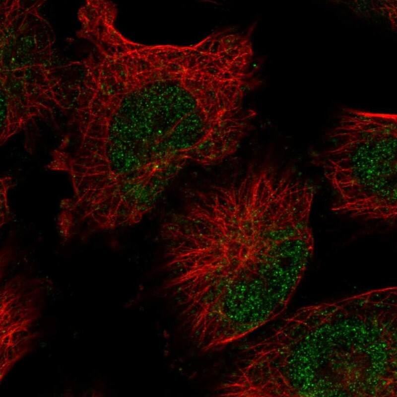 Staining of human cell line U-251 MG shows localization to nucleoplasm & cytosol.