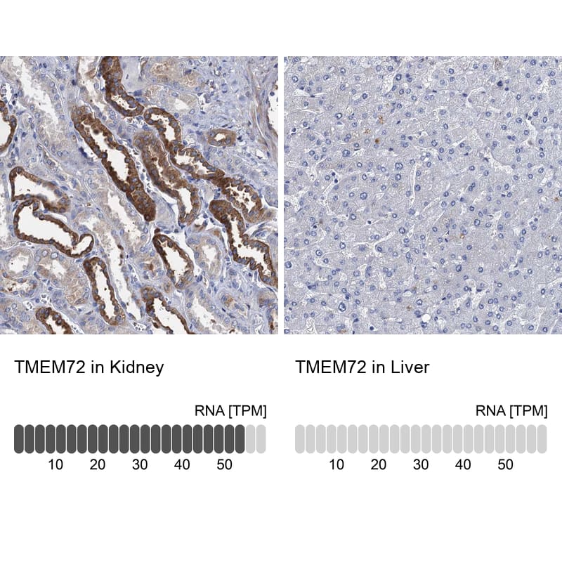 Immunohistochemistry-Paraffin TMEM72 Antibody - BSA Free