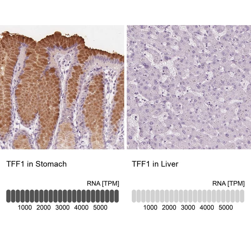 Immunohistochemistry-Paraffin TFF1/pS2 Antibody - BSA Free