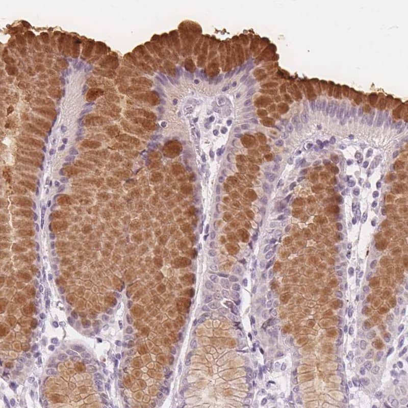 Immunohistochemistry-Paraffin TFF1/pS2 Antibody - BSA Free