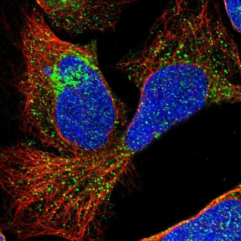 Immunocytochemistry/ Immunofluorescence TMEM180 Antibody - BSA Free