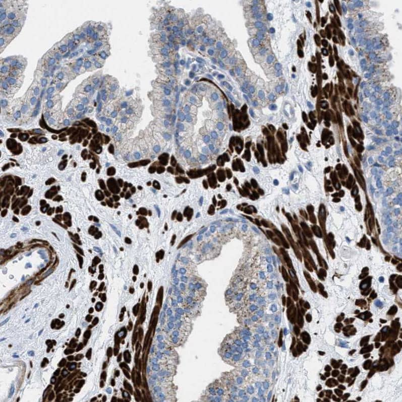 Immunohistochemistry TMEM180 Antibody - BSA Free
