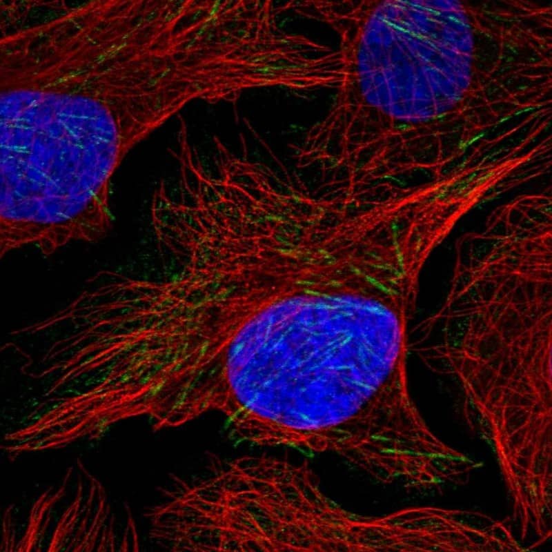 Staining of human cell line U-2 OS shows localization to actin filaments.