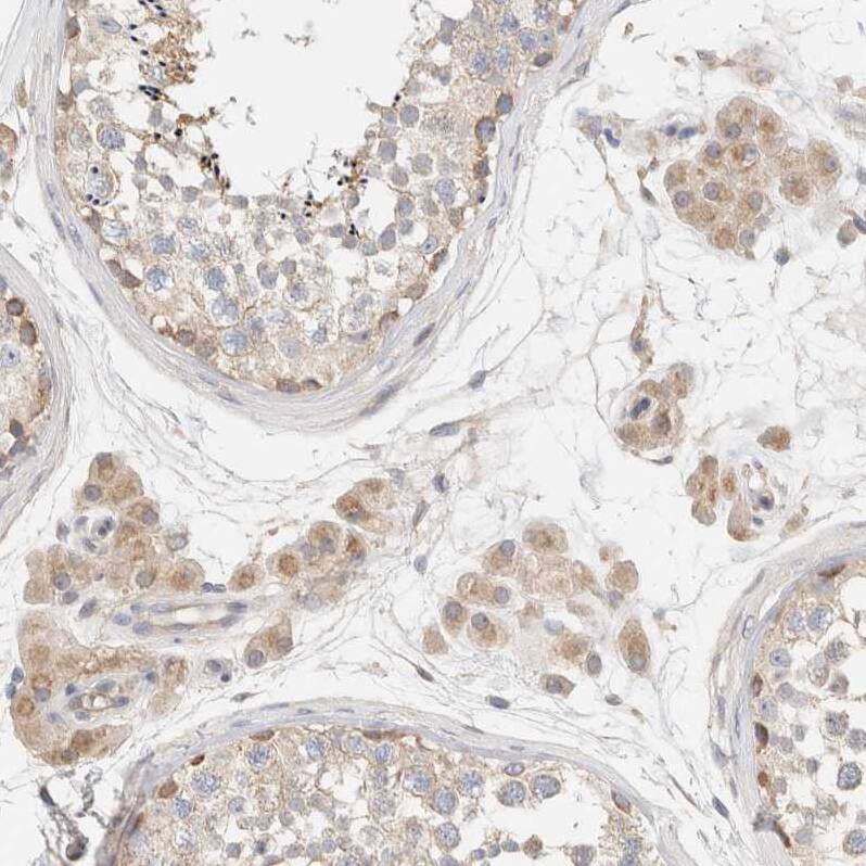 Staining of human testis shows moderate cytoplasmic-membranous positivity in Leydig cells and cells in seminiferous ducts.