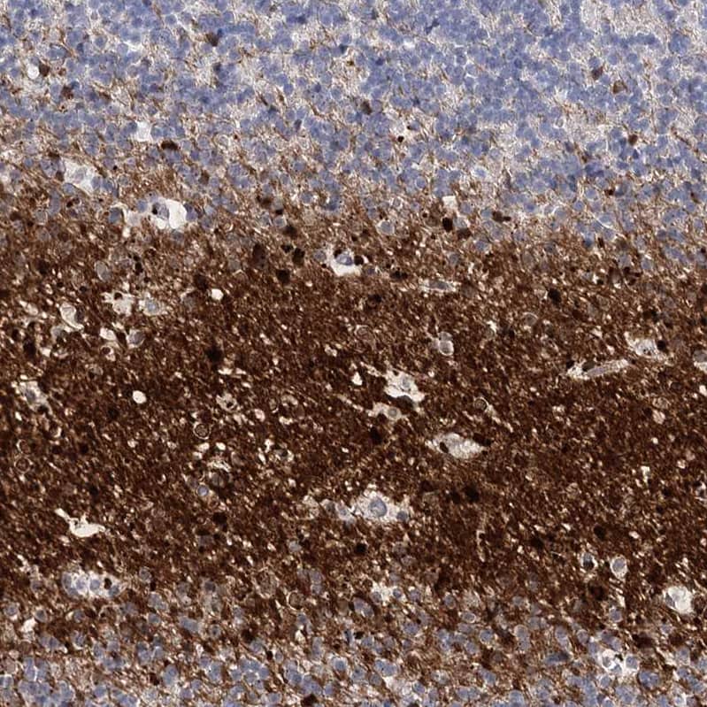 Staining of human cerebellum shows strong positivity in white matter.