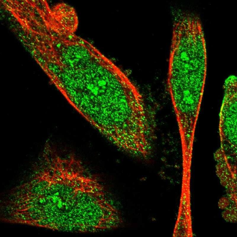 Immunocytochemistry/ Immunofluorescence SNX30 Antibody - BSA Free