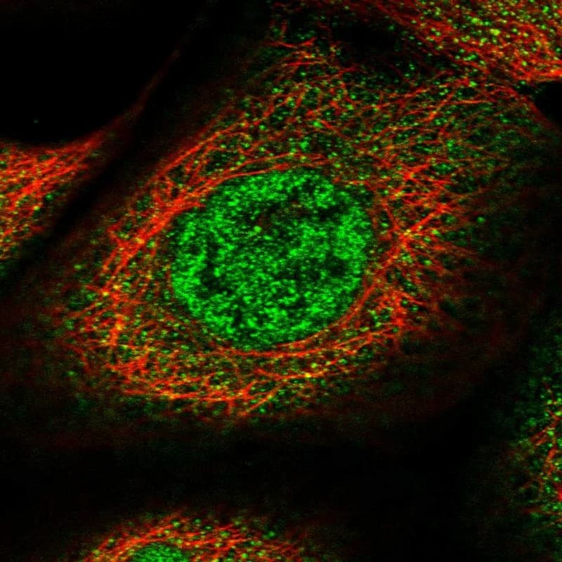 Immunocytochemistry/ Immunofluorescence SPATA13 Antibody - BSA Free