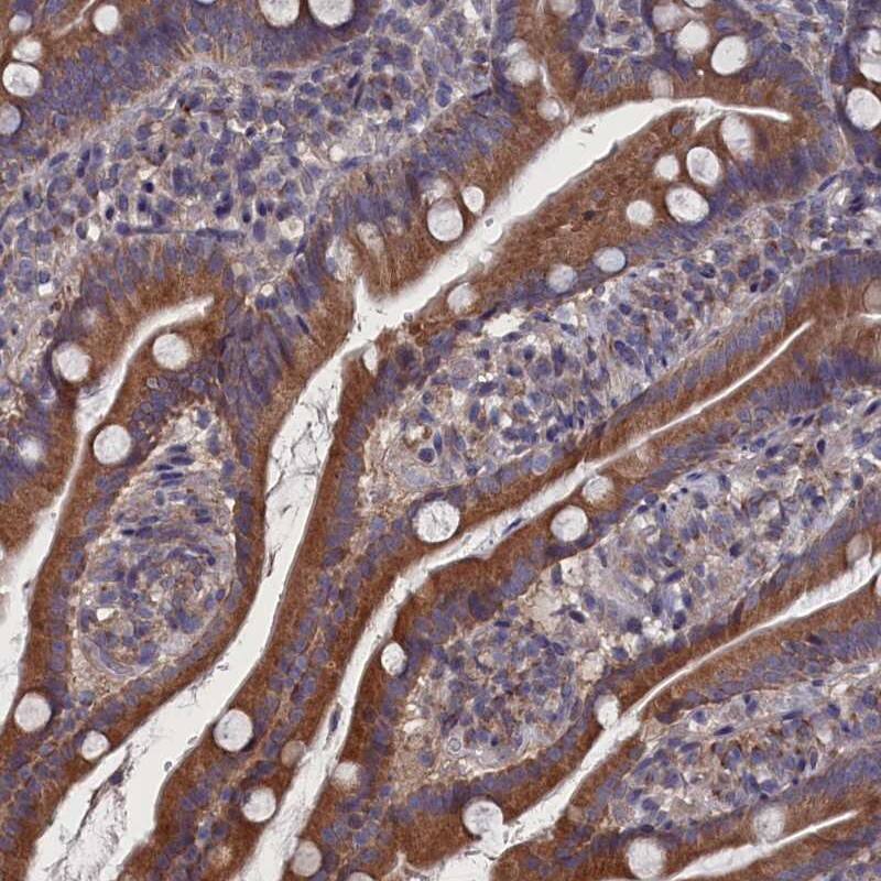 Staining of human duodenum shows distinct cytoplasmic positivity in glandular cells.