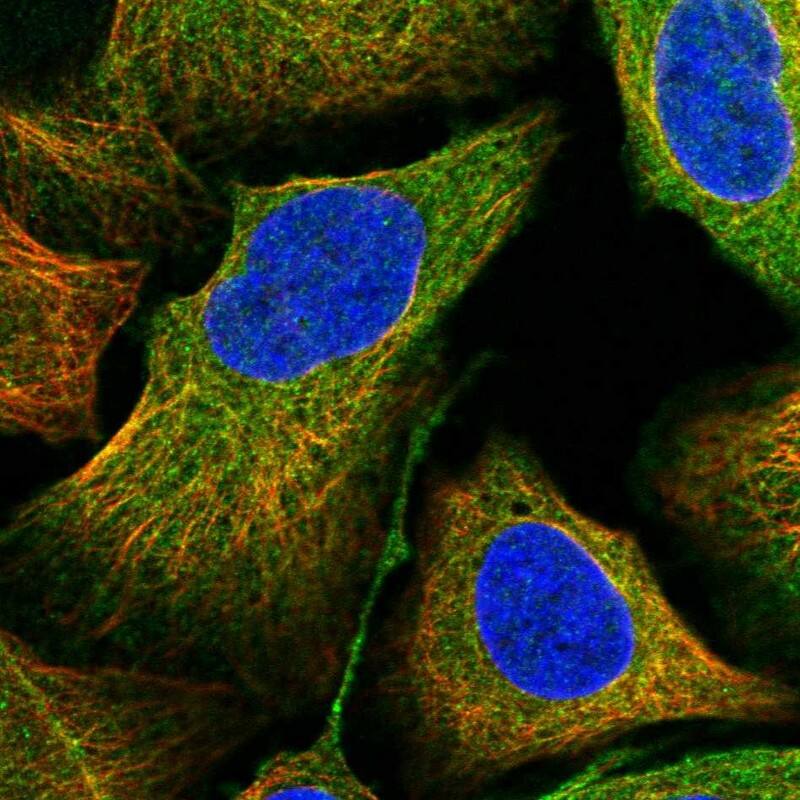 Staining of human cell line U-2 OS shows positivity in cytoplasm.
