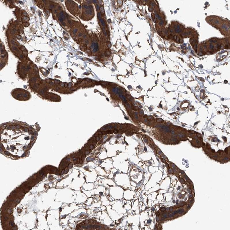 Staining of human placenta shows strong cytoplasmic positivity in trophoblastic cells.