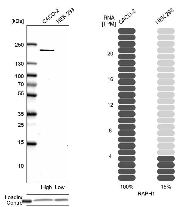 <b>Orthogonal Strategies Validation. </b>Analysis in human cell lines Caco-2 and HEK293 using Anti-RAPH1 antibody. Corresponding RAPH1 RNA-seq data are presented for the same cell lines. Loading control: Anti-COX4I1.