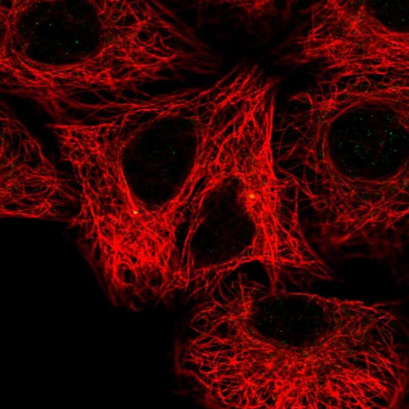 Staining of human cell line A549 shows localization to centrosome.