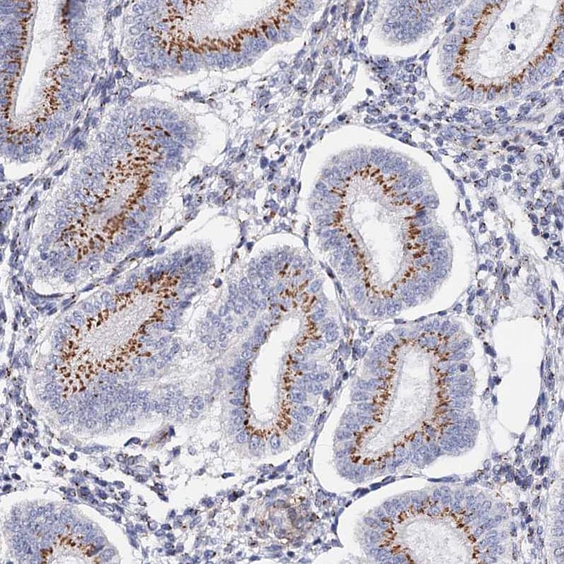 Staining of human endometrium shows strong granular positivity in cytoplasm in glandular cells.