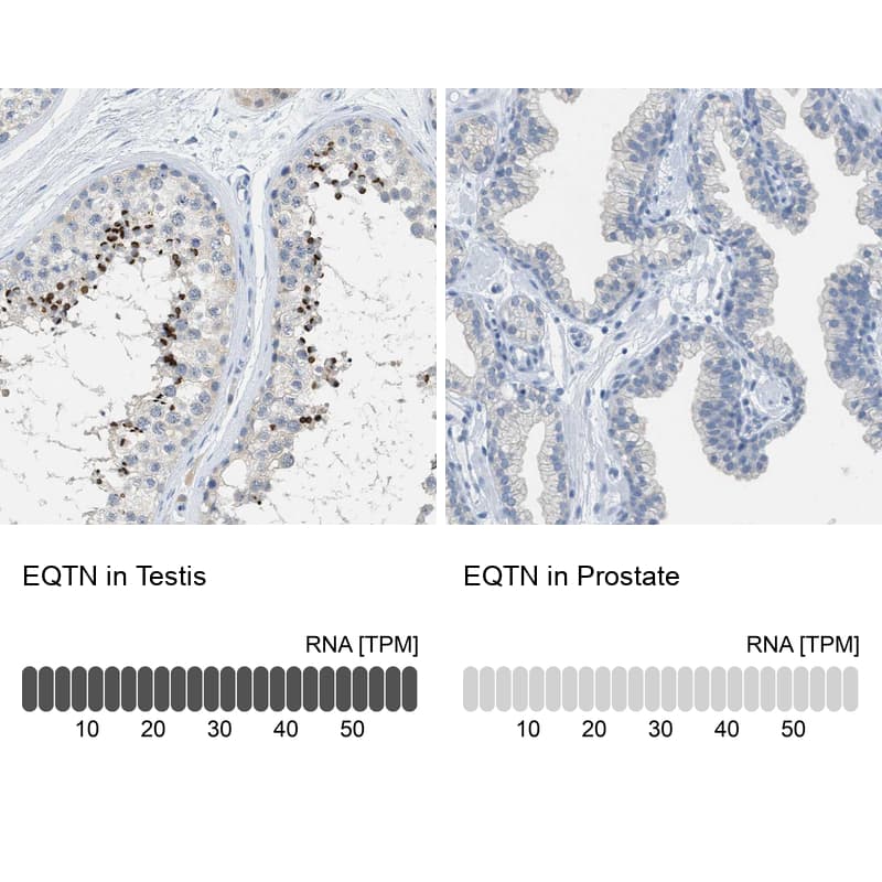 Immunohistochemistry-Paraffin EQTN Antibody - BSA Free