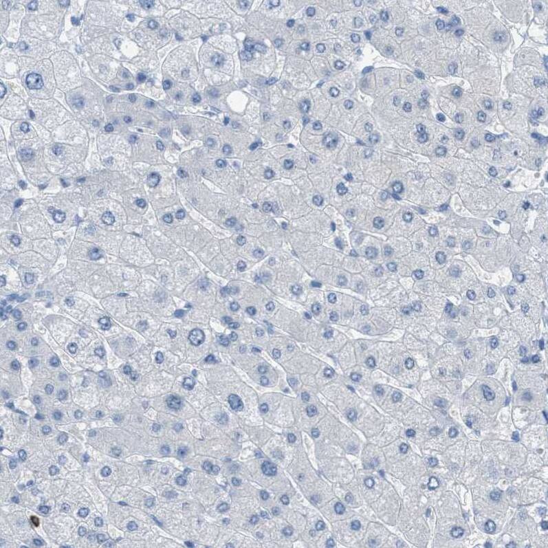Immunohistochemistry-Paraffin EQTN Antibody - BSA Free