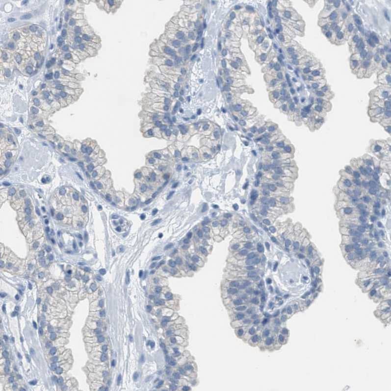 Immunohistochemistry-Paraffin EQTN Antibody - BSA Free